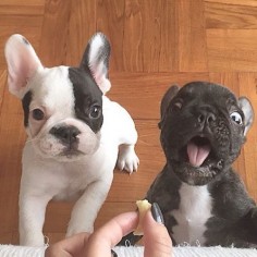 "Yes Mum, a treat would be lovely"........."Mine, , gimme!!", 2 French Bulldog Puppies, 2 very different begging techniques ; ) @rocco_and_duca on instagram.