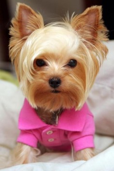 Yorkie all dressed up for a night on the town