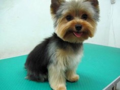 Yorkie Haircuts | Excellence Hairstyles Gallery