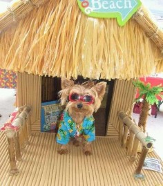 Yorkie pictures at the beach | Summer yorkie pictures | Yorkiemag  #yorkies #dogs #puppies