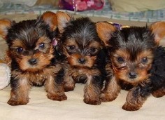 yorkies | Yorkshire Terrier Information And Training, Potty Training, Pictures ...