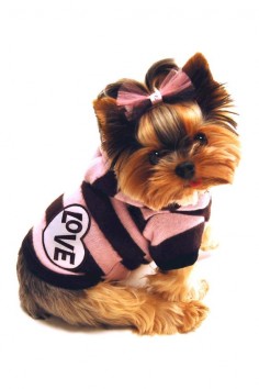 Yorkshire Terrier Puppy Dogs Yorkie Puppy Dog Clothing / Dogs In Clothes #DogsInClothes