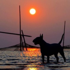 You are my Sunshine #clairethebullterrier #bullybreed #bullterrier #bullterriers #bullterrierlove #bullterriersofinstagram #dog #dogs #dogstagram #dogphotography #sun #sunset #sunshine #beach #silhouette