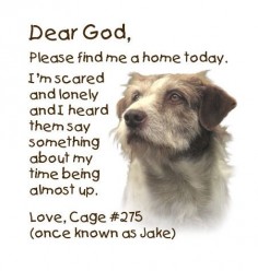 You can help! Tell everyone to think "adopt"!