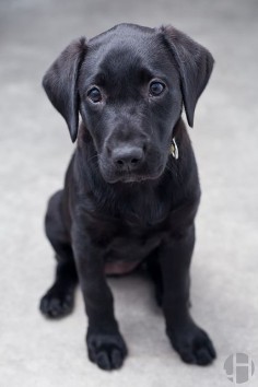 You can't live without owning a Labrador Retriever
