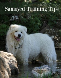 You have to approach Samoyed dog training a little different than with other dogs because of their high energy. Check out our Samoyed Dog training tips!