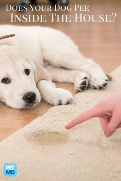 YOU might be the reason your dog keeps peeing inside the house!