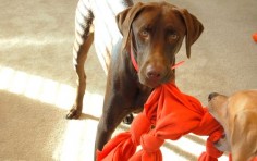 Your pup go through toys like a starving Velociraptor? Here are a few ideas to make some toys out of items you already have around your home!