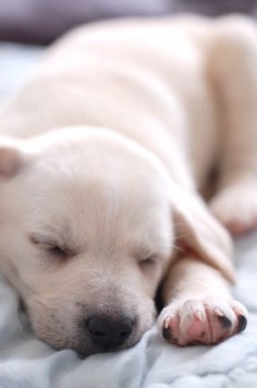 Your puppy may experience separation anxiety the first few days or weeks in his new home. Now is the time to create structure in his life. Once he has a schedule and looks to you for direction, your pup will find comfort in his surroundings and sleep through the night.