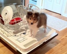 Yup. That's what shelties do. They stand on washers and herd anything that moves lol