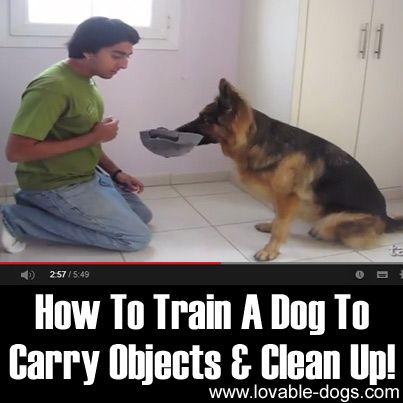 pets training