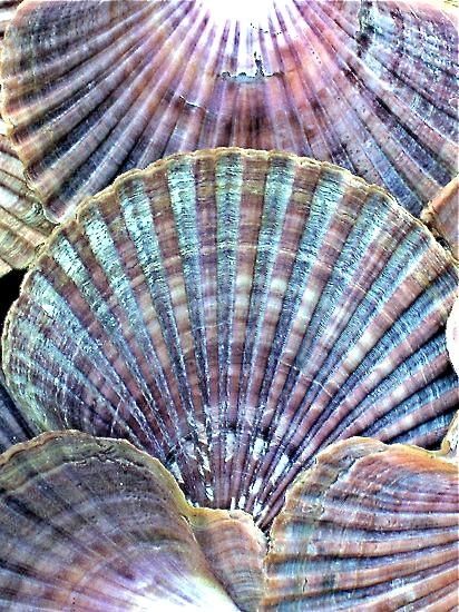  seashells 